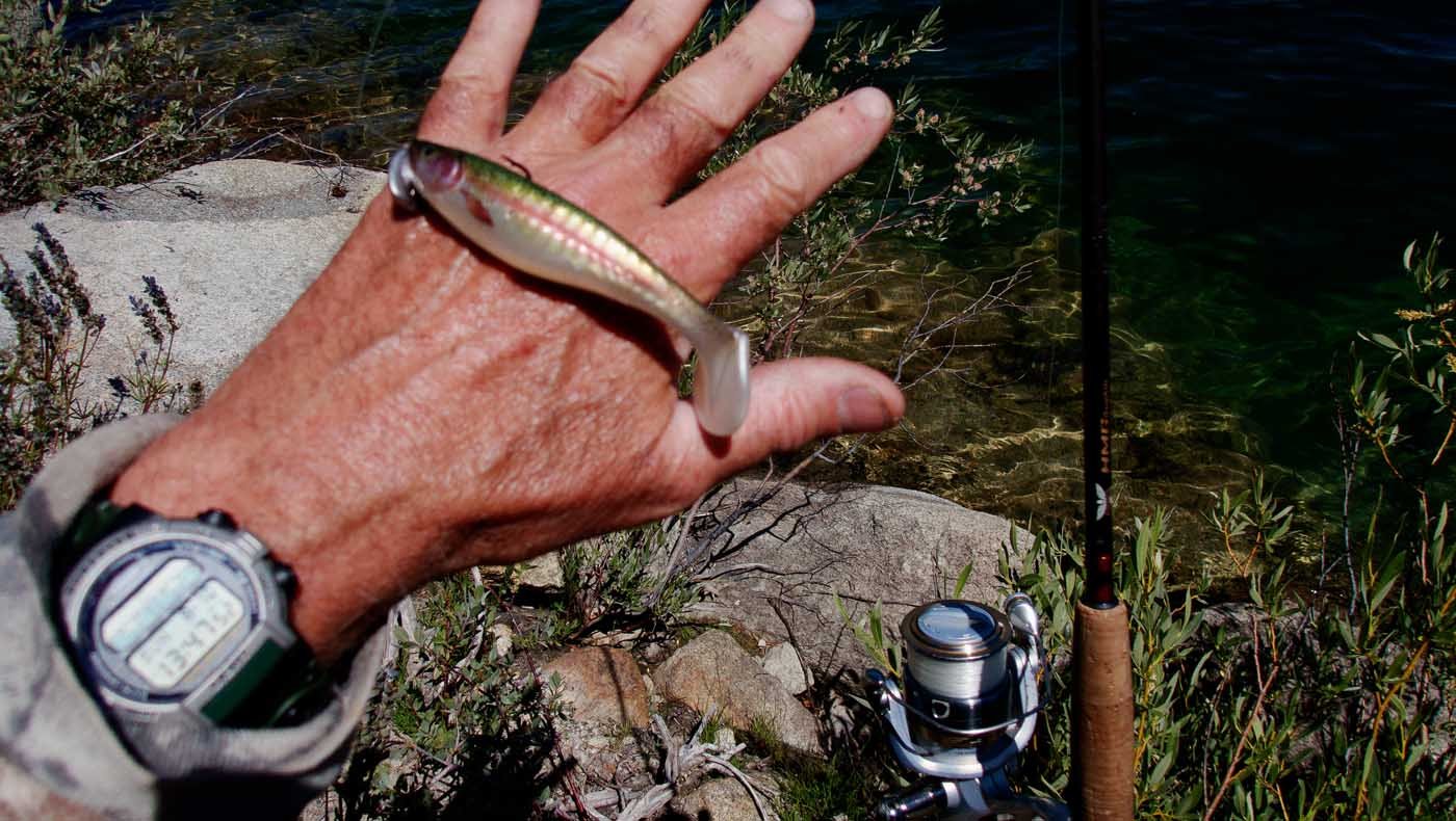 Using a Power Bait rainbow trout in the Sierra 8/10/2025