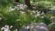 imgo8130153_small.jpg
