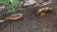 imgo7240006_small.jpg