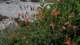 imgo7240029_small.jpg
